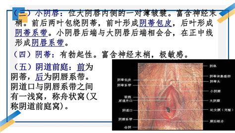 20大名穴|女人二十种外阴照片：女人外阴的形状照片与生理知识…